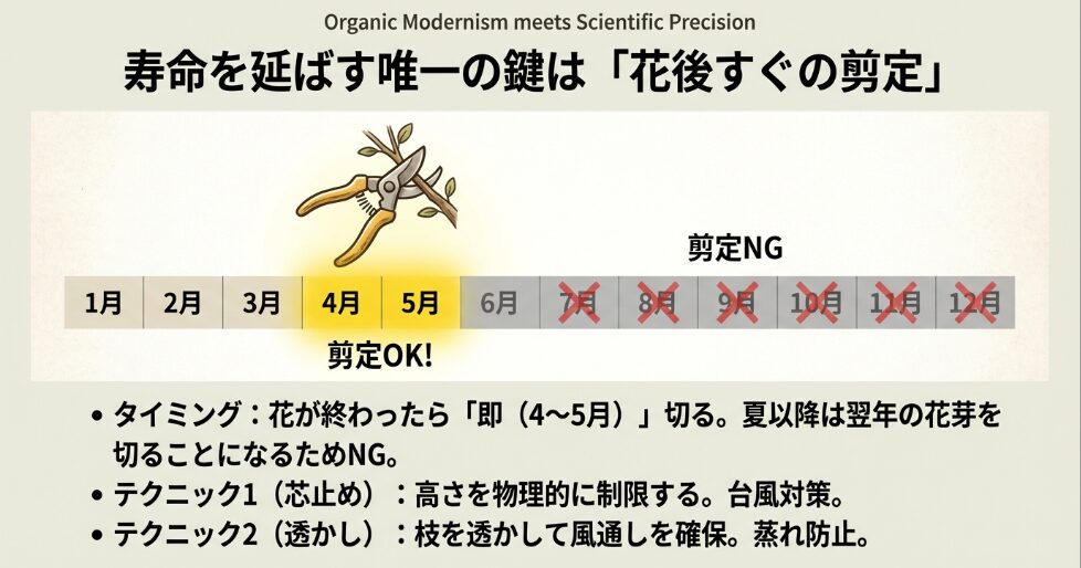 ミモザの剪定タイミングを示す年間カレンダー。花後すぐの4月から5月が最適であることを図解