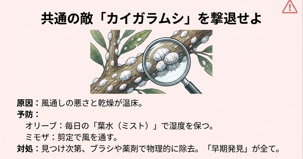 ミモザやオリーブの枝に付着するカイガラムシをルーペで拡大したイラストと撃退法