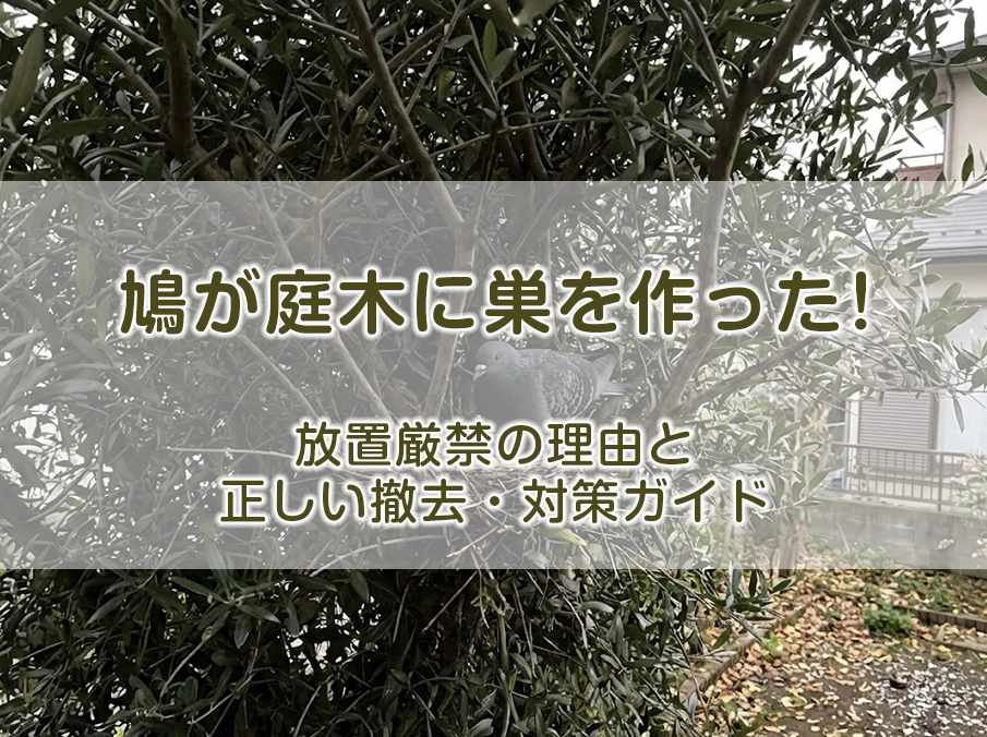 鳩が庭木に巣を作った！放置厳禁の理由と正しい撤去・対策ガイド