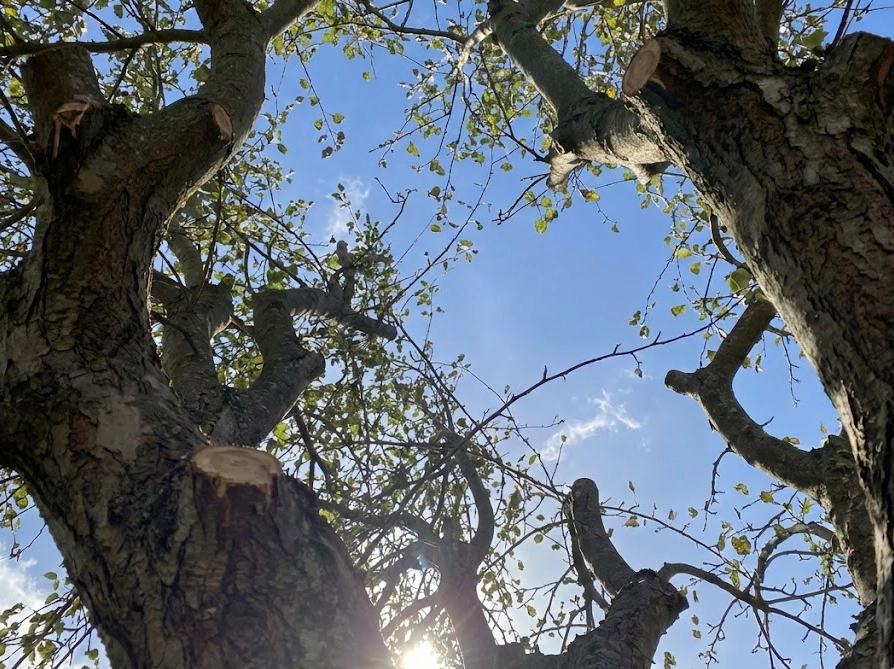 自分で透かし剪定を行い、青空が見えるほど風通しが良くなった庭木の内側