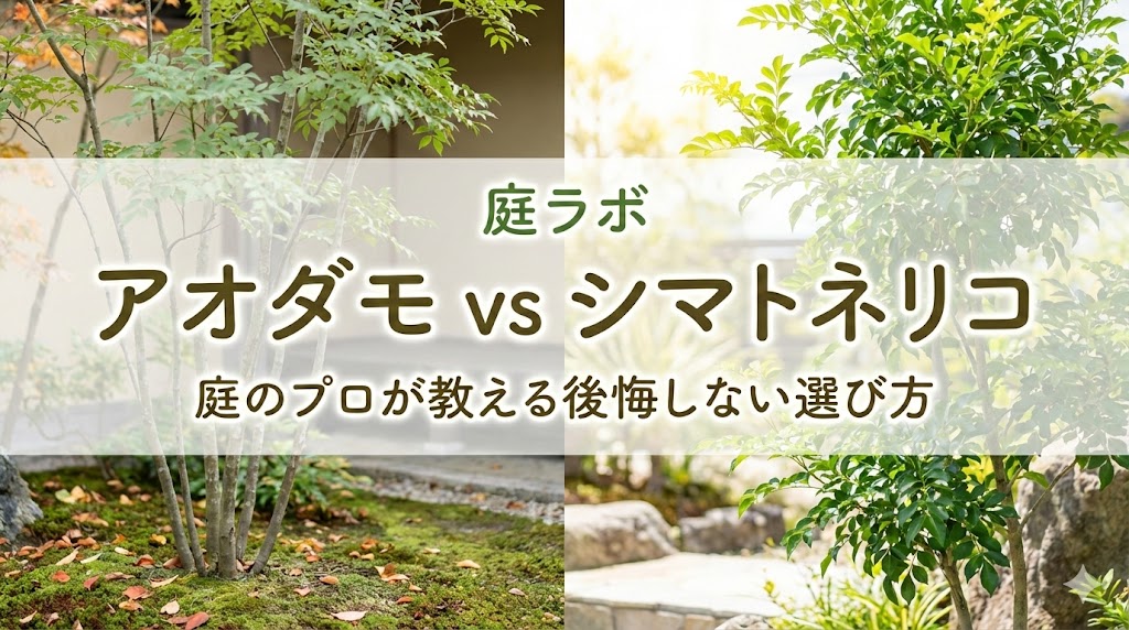 アオダモとシマトネリコどっちが正解？庭ラボ流の後悔しない選び方