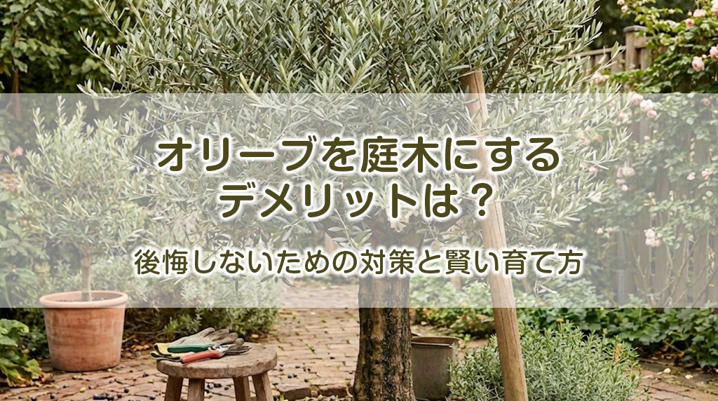 オリーブを庭木にするデメリットは？後悔しないための対策と賢い育て方