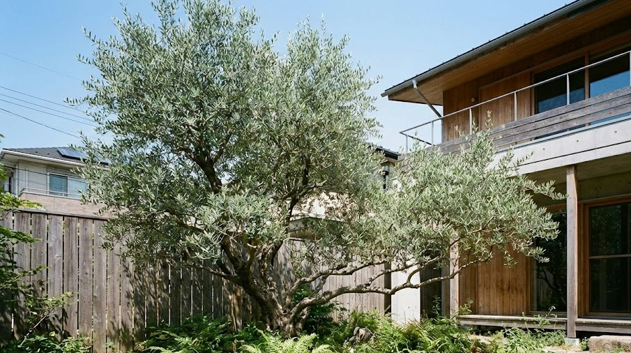 日本の住宅の庭で大きく成長しすぎたオリーブの木の全景