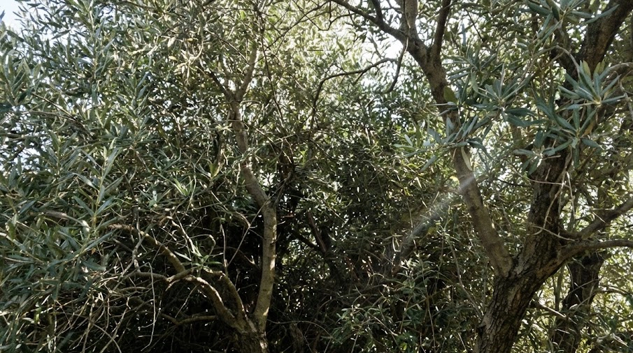 モダンな住宅の玄関先に置かれたおしゃれな鉢植えのオリーブ