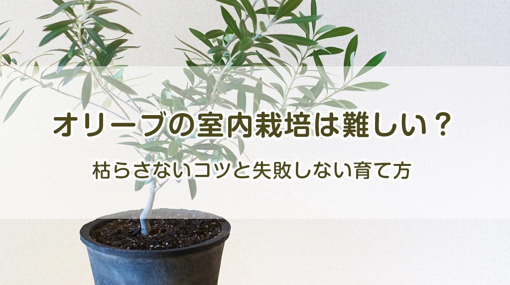 オリーブの室内栽培は難しい？枯らさないコツと失敗しない育て方