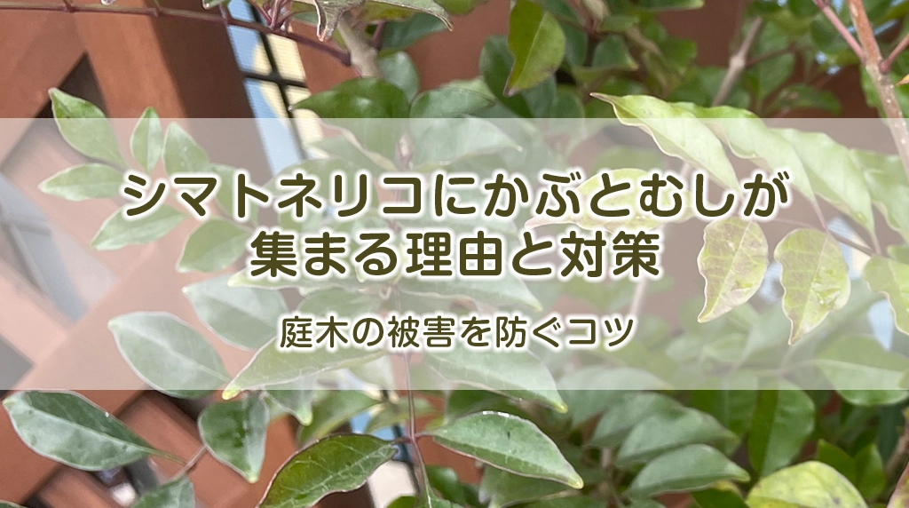 シマトネリコにかぶとむしが集まる理由と対策！庭木の被害を防ぐコツ