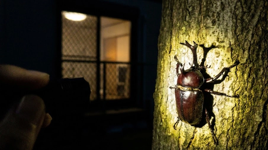 夜の庭で懐中電灯に照らされたシマトネリコに止まるカブトムシのリアルな写真
