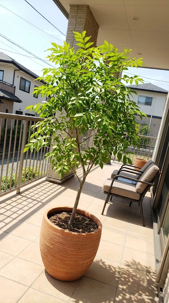 住宅のベランダに置かれた鉢植えで管理されているシマトネリコの様子