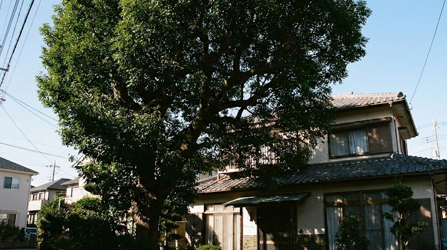 日本の住宅街で2階建ての家屋よりも遥かに大きく成長し、巨大化したシマトネリコの木