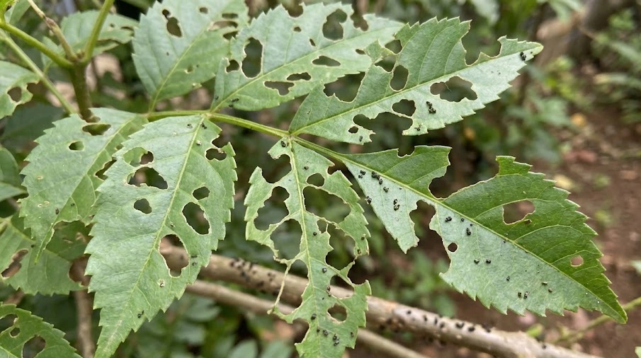 シマケンモンの幼虫によって激しく食害され、穴だらけになったシマトネリコの葉