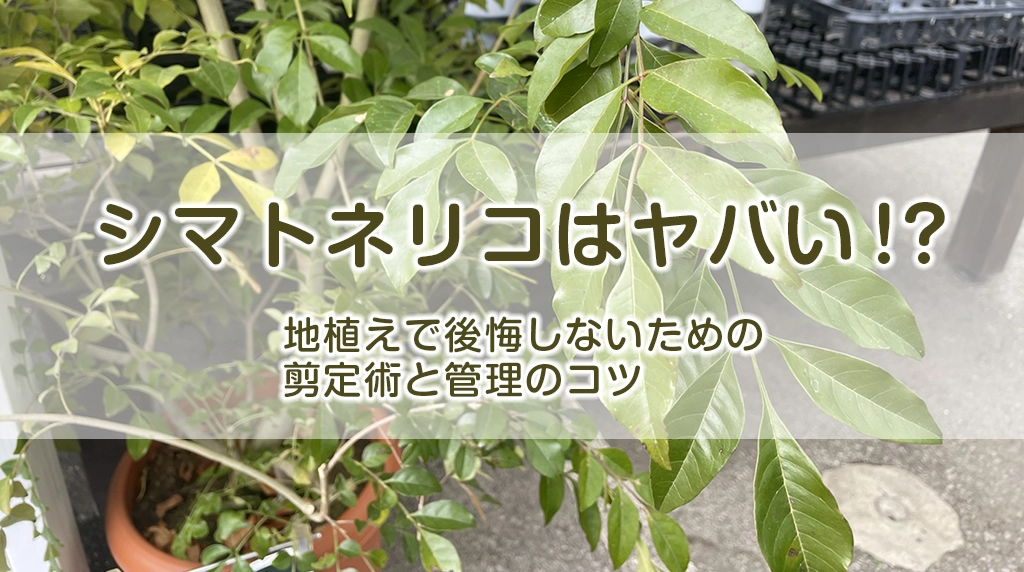 シマトネリコはやばい？地植えで後悔しないための剪定術と管理のコツ