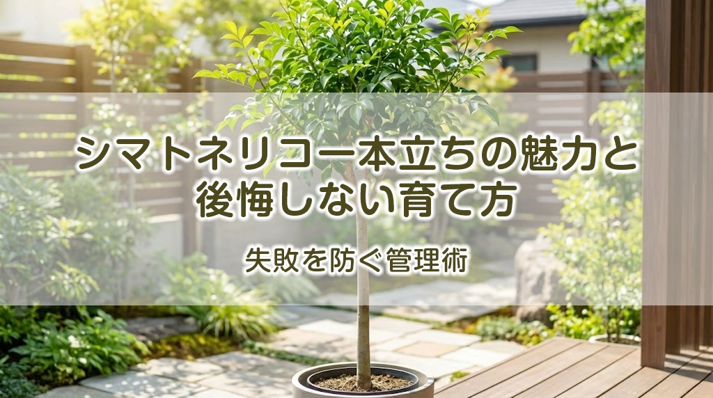 シマトネリコ一本立ちの魅力と後悔しない育て方｜失敗を防ぐ管理術