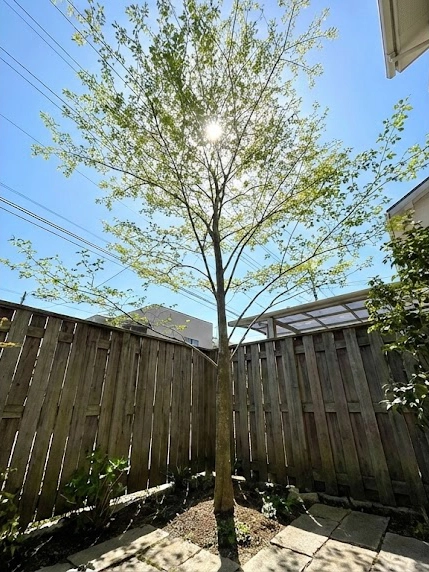 狭い庭でも光を通し開放感を与えるシマトネリコ一本立ちの木漏れ日