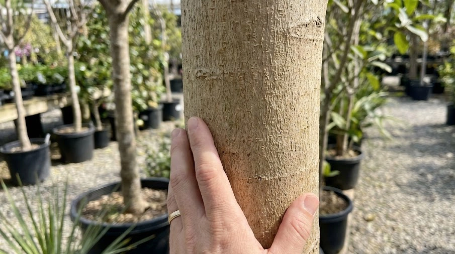 ネット購入時の参考に、シマトネリコ一本立ちの幹の太さを確認している様子