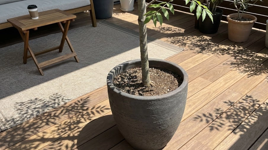 ウッドデッキの上でスタイリッシュな鉢に植えられたシマトネリコの一本立ち