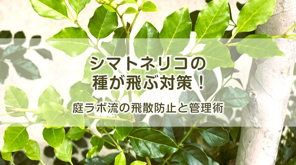シマトネリコの種が飛ぶ対策！庭ラボ流の飛散防止と管理術
