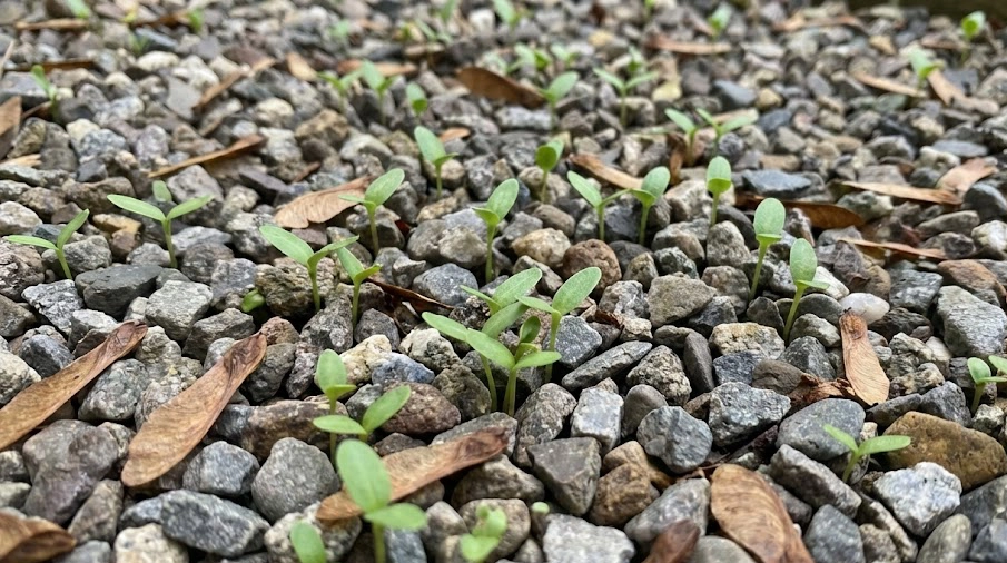 庭の砂利の隙間から大量に発芽したシマトネリコの小さな苗と飛散した種