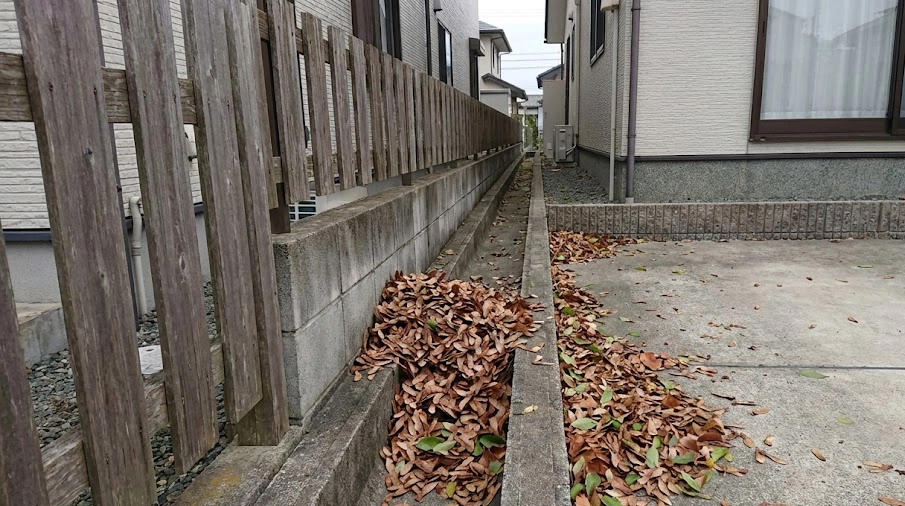 隣家との境界フェンス付近のコンクリートに溜まったシマトネリコの種と落ち葉