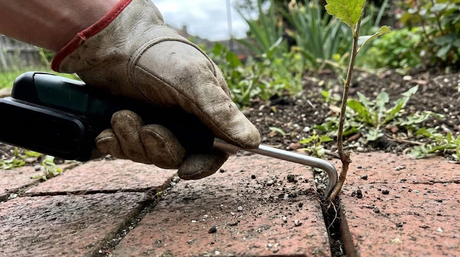 専用の除草ツールを使ってレンガの隙間からシマトネリコの芽を抜く様子