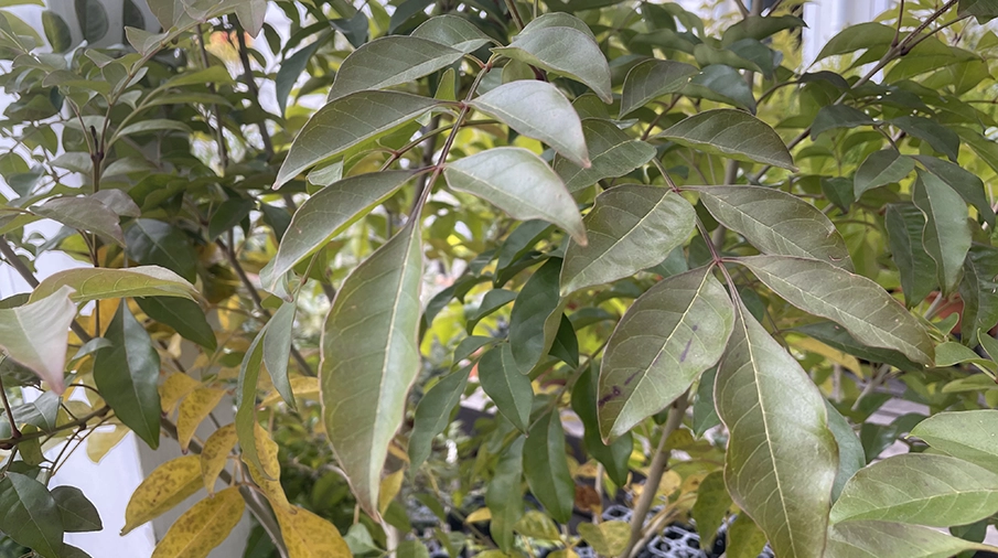 生い茂るシマトネリコ