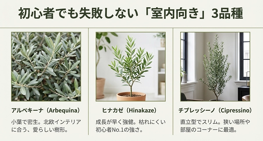 室内向きのオリーブ3品種。アルベキーナ、ヒナカゼ、チプレッシーノの特徴と樹形の比較
