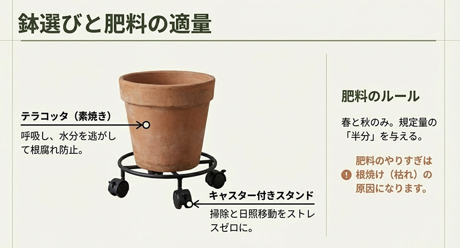 根腐れを防ぐテラコッタ鉢の推奨と、春・秋に控えめに与える肥料の正しいルール