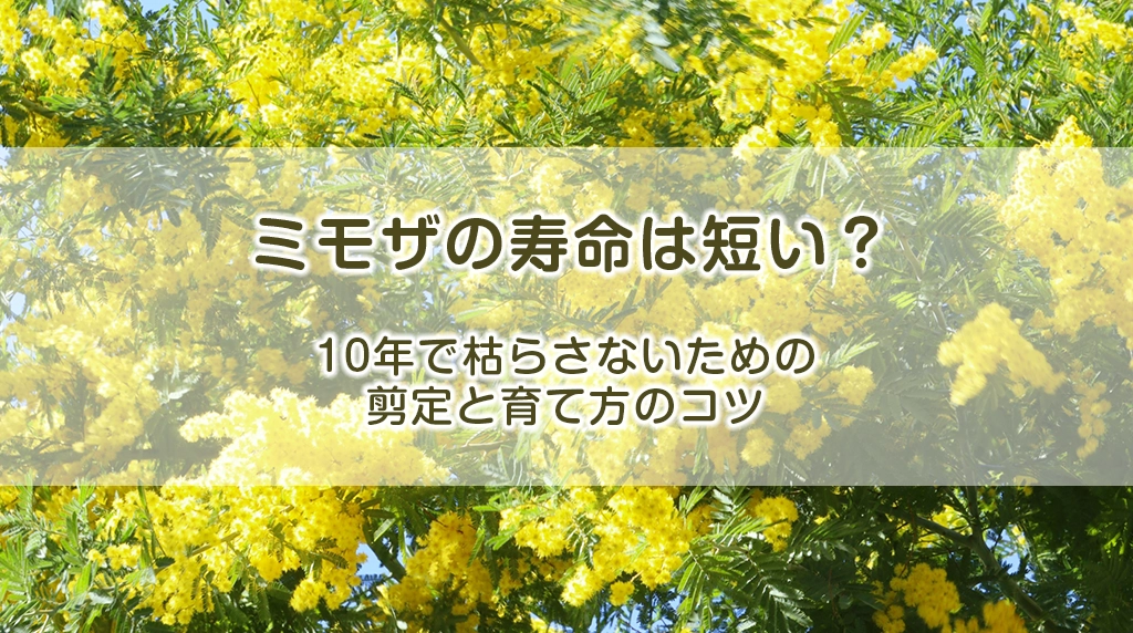 ミモザの寿命は短い？10年で枯らさないための剪定と育て方のコツ