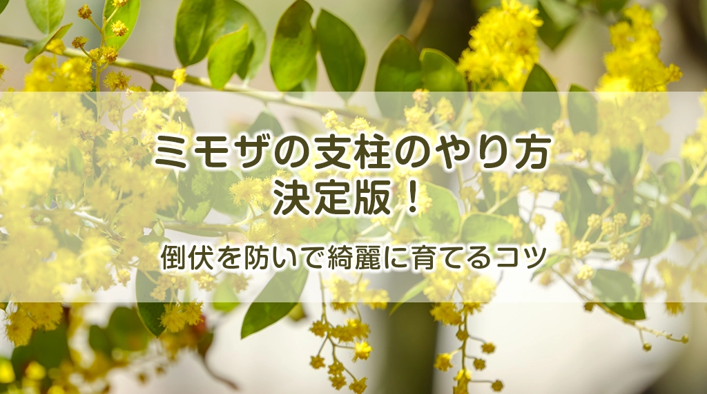 ミモザの支柱のやり方決定版！倒伏を防いで綺麗に育てるコツ
