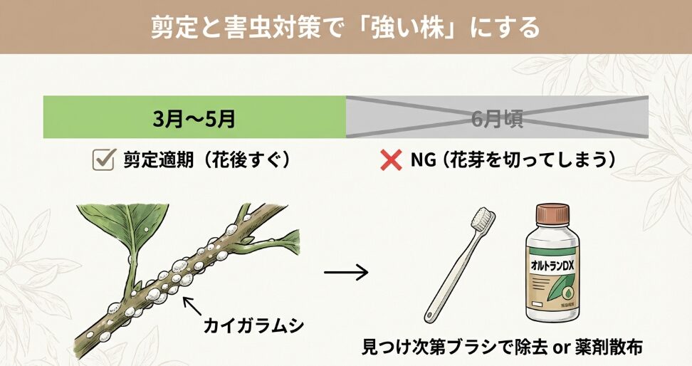 ミモザの剪定適期(3月から5月)と害虫対策。カイガラムシのブラシ除去や薬剤(オルトランDX)散布のポイント。