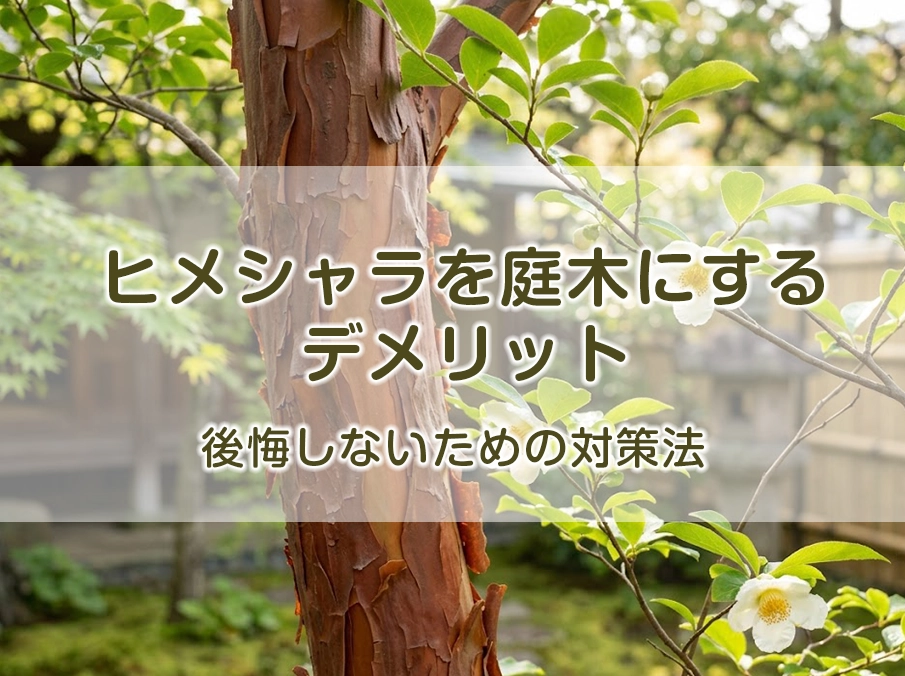 ヒメシャラを庭木にするデメリットと後悔しないための対策法