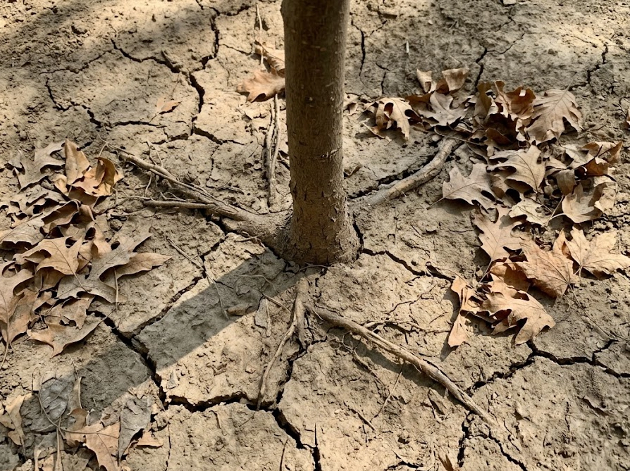 乾燥してひび割れた土壌と浅い根が露出したヒメシャラの根元の様子
