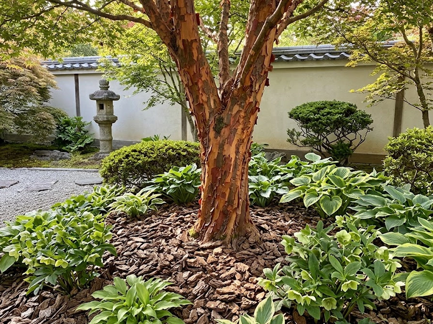 マルチングと下草で根元が保護された健康的なヒメシャラの庭木