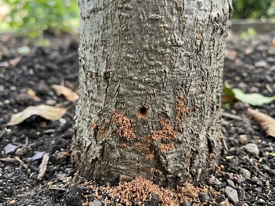 テッポウムシの被害を示す庭木の幹根元に散らばったおがくず状の木くず