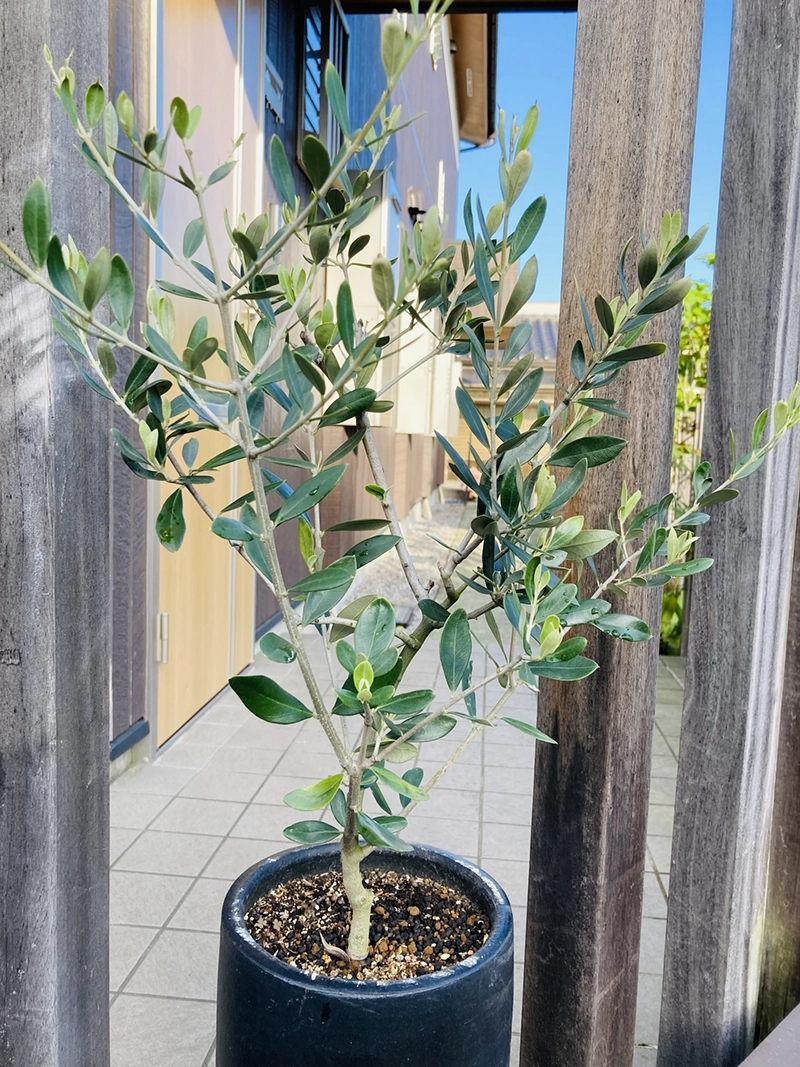オリーブの木