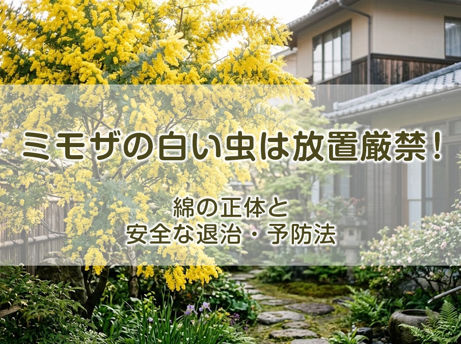 ミモザの白い虫は放置厳禁!綿の正体と安全な退治・予防法