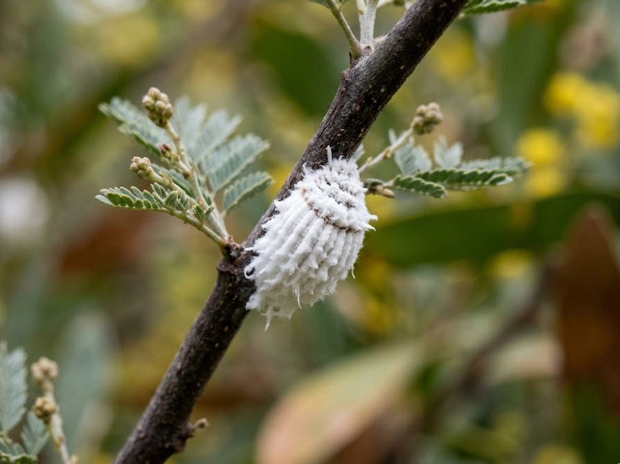 ミモザの枝に付着した白い綿状のイセリアカイガラムシの卵嚢のクローズアップ写真