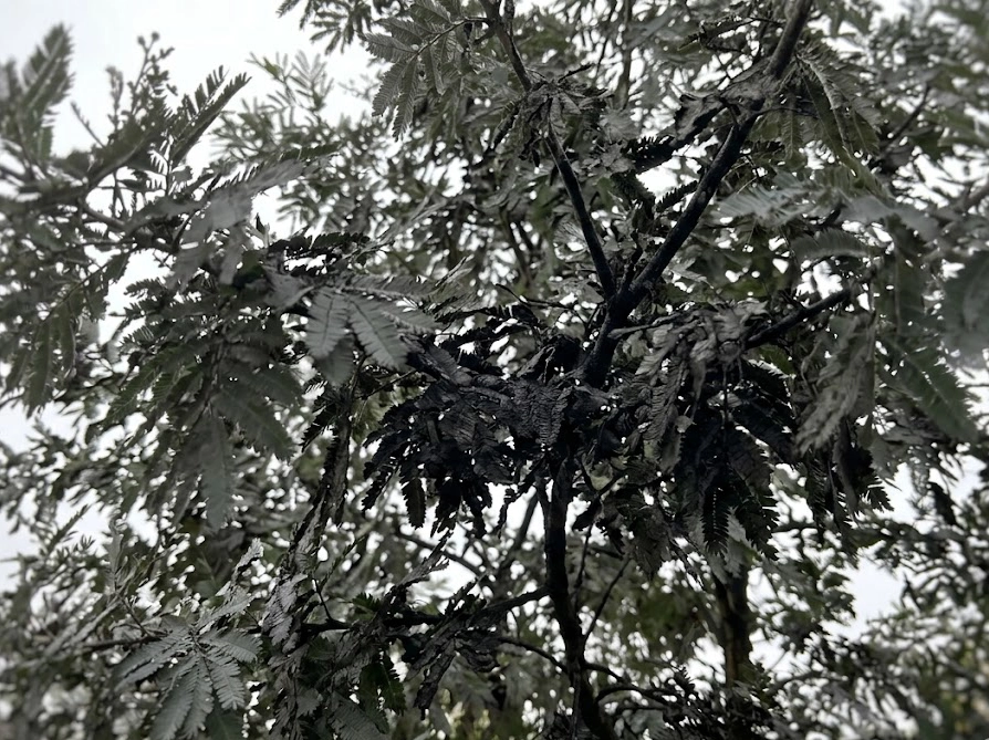 すす病で葉が黒く汚れてしまったミモザの枝をスマホで撮影した様子