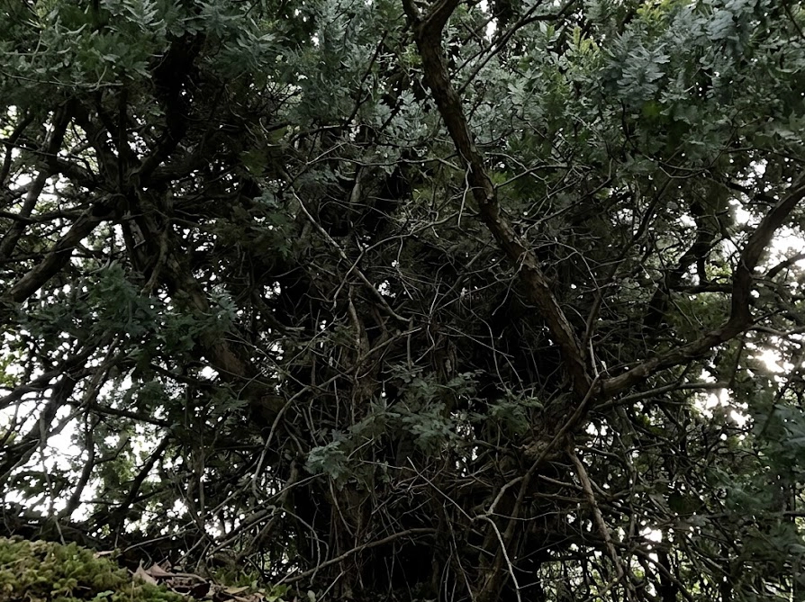 枝葉が密集して風通しが悪くなったミモザの木の内側の様子