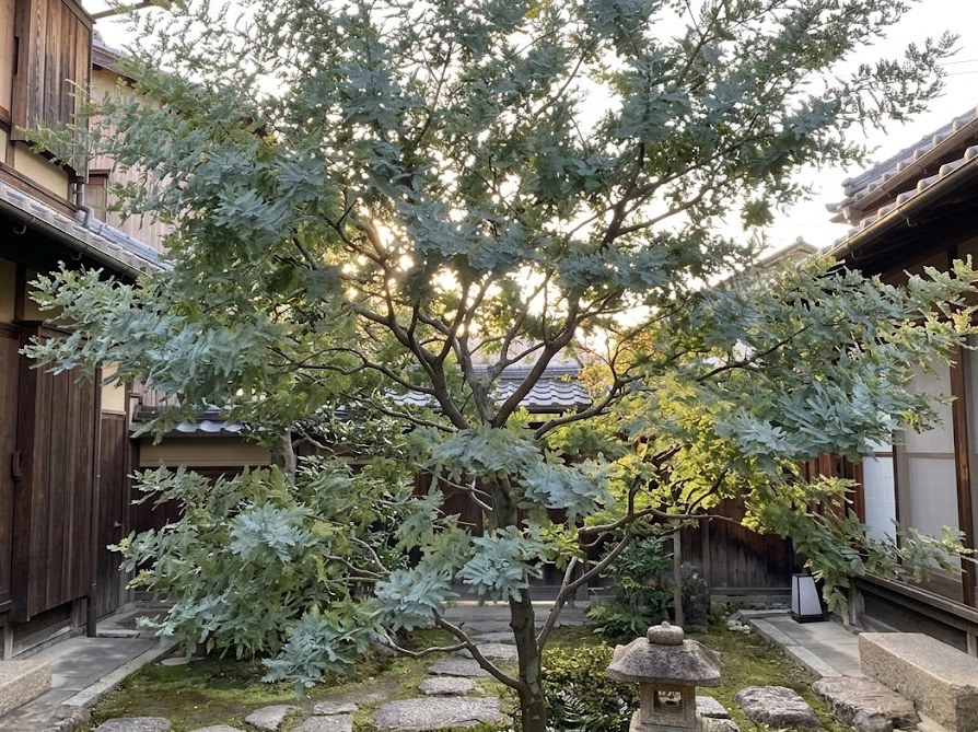 透かし剪定で風通しが良くなったミモザの木を庭から撮影した写真