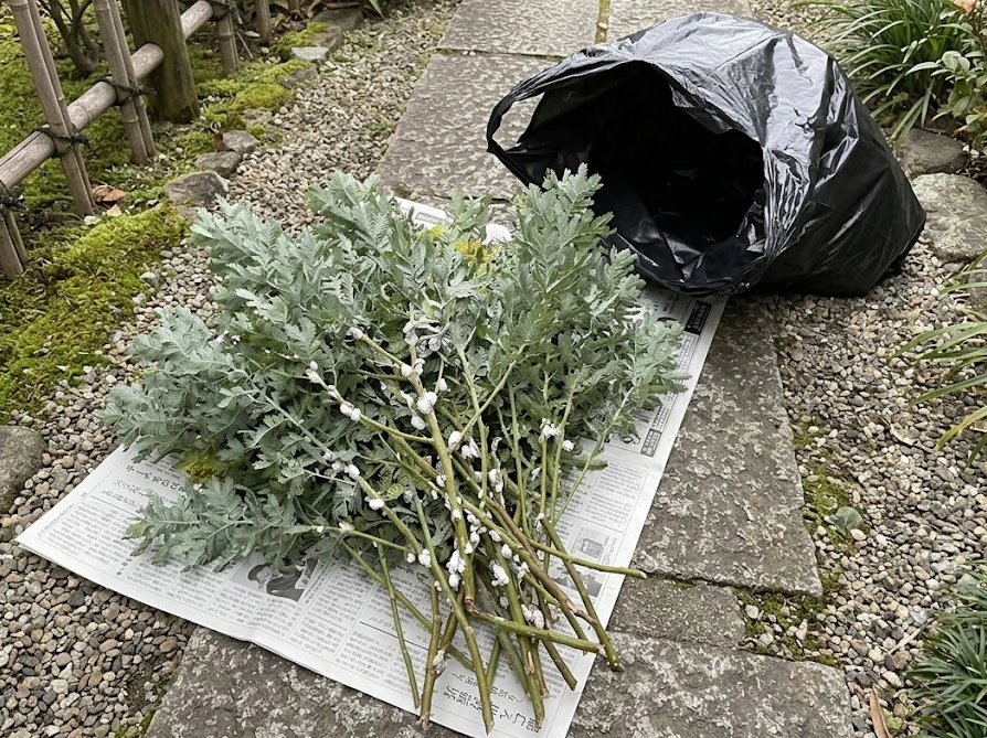 害虫駆除のため切り落としたミモザの枝と処分用のゴミ袋