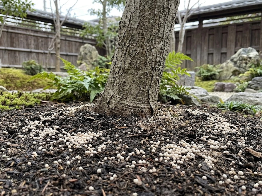 ミモザの株元の土に撒かれた浸透移行性殺虫剤の粒剤