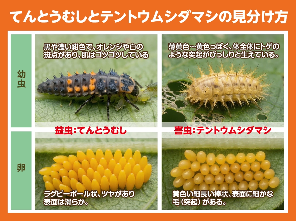 益虫と害虫の見分け方