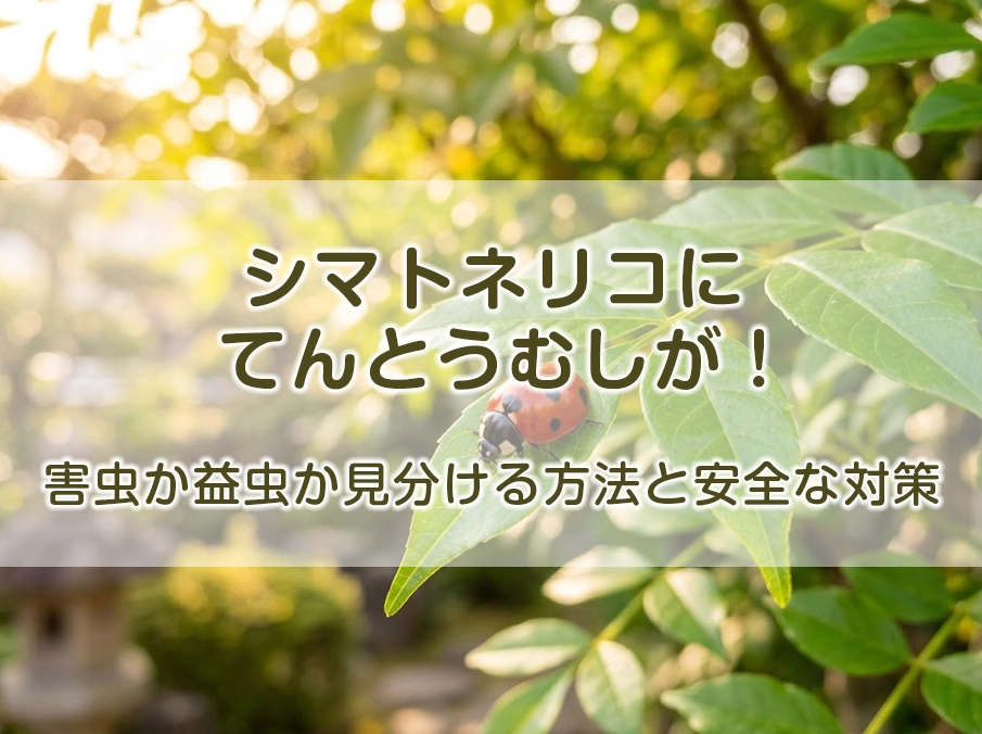 シマトネリコにてんとう虫が！害虫か益虫か見分ける方法と安全な対策