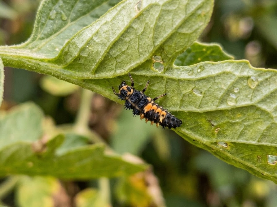 葉の裏を歩くてんとう虫の幼虫（黒い体にオレンジ色の斑点がある姿）