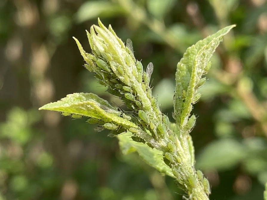 庭木の新芽にびっしりと群がる小さな緑色のアブラムシの様子