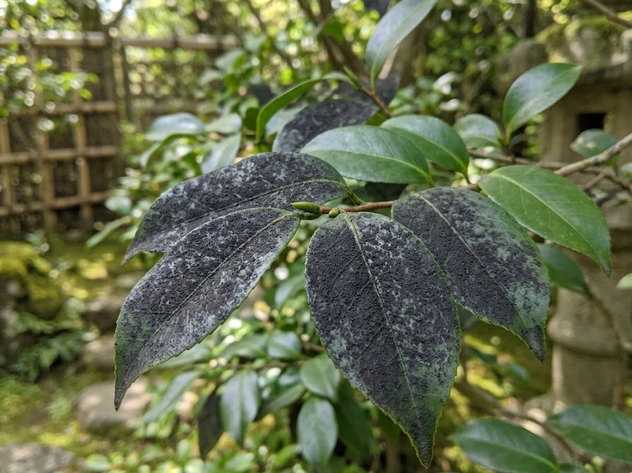 すす病によって葉の表面が黒く変色した庭木の葉のクローズアップ