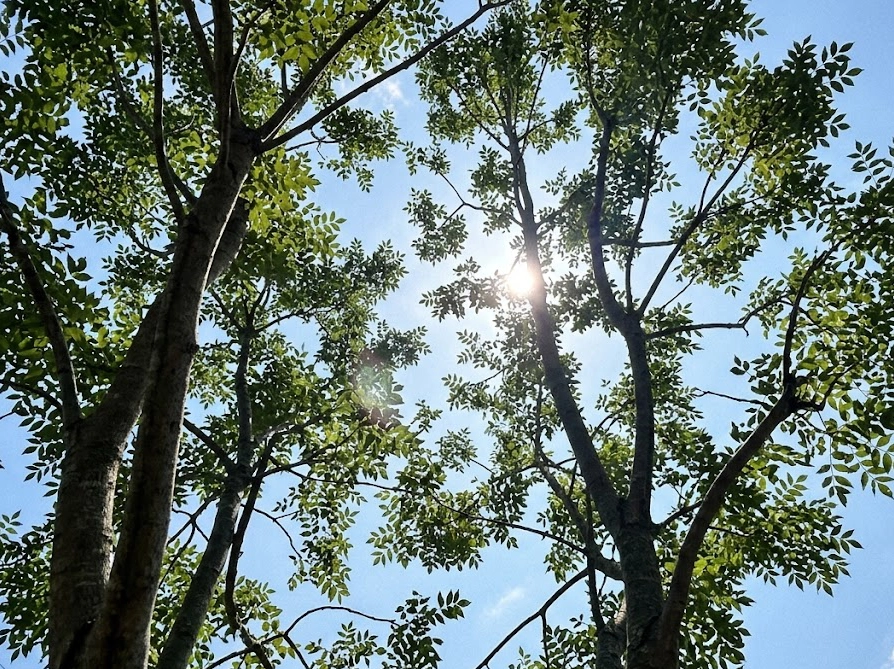 透かし剪定後のシマトネリコを下から見上げた写真（枝の間から光が差し込む様子）