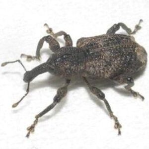 アナアキゾウムシ