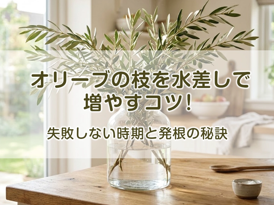 オリーブの枝を水差しで増やすコツ！失敗しない時期と発根の秘訣