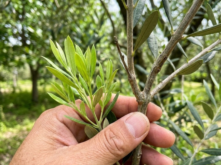 オリーブの新梢と古枝の違いを手に持って比較している様子